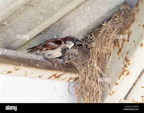 Indian Sparrow Nest