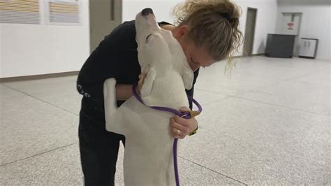 Adopt-a-pet: Dots & Jillian at Pound Buddies in Muskegon | wzzm13.com