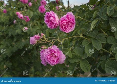 Rosa Damascena, Known As the Damask Rose - Pink, Oil-bearing, Flowering ...