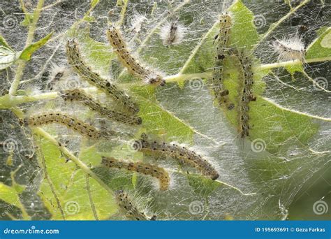 Group of of Pest Fall Webworm, Hyphantria Cunea Stock Image - Image of ...