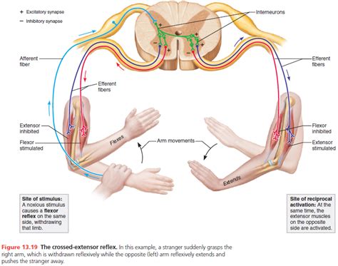 Image result for Contralateral Reflex Example