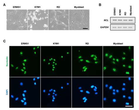 Biomedicines | Special Issue : Pathogenic Mechanisms and Novel ...