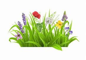 Image result for Blue Flowers in Grass Spring