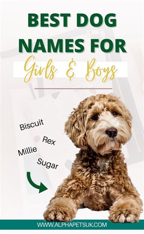 Image result for Cockapoo Dog Names