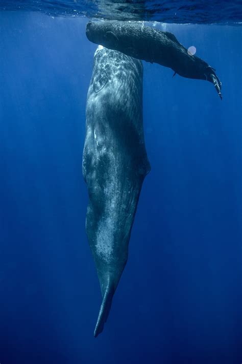 Photo Shows How Sperm Whales Sleep | National Geographic