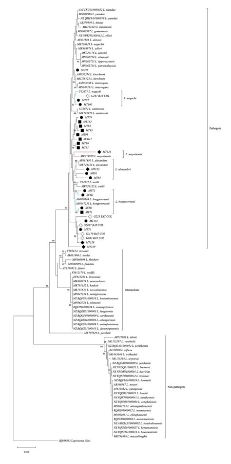 Pathogenic Leptospira Species in Bats: Molecular Detection in a ...
