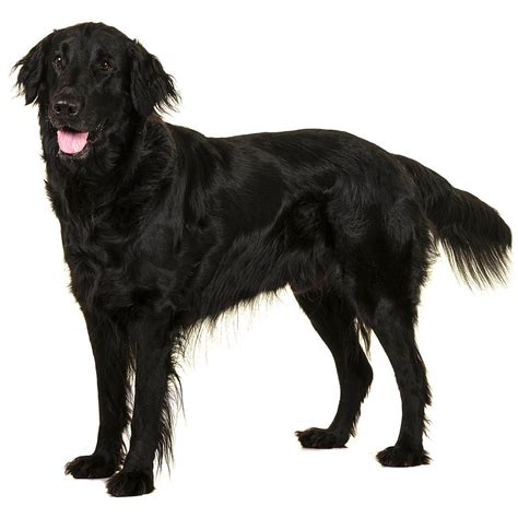 Flat Coated Retrievers