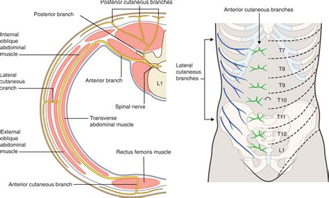 Intercostal Nerves Thoracic Nerves | Psychology Wiki | Fandom