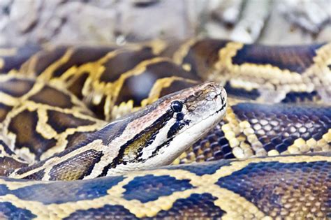 Image result for Python for Data Science Freecodecamp