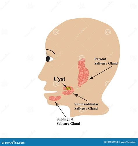 Parotid Salivary Gland. Submandibular Salivary Gland. Sublingual ...
