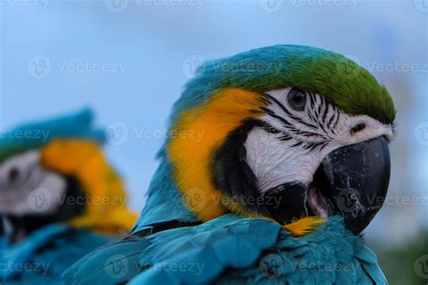 Blue Conure Bird