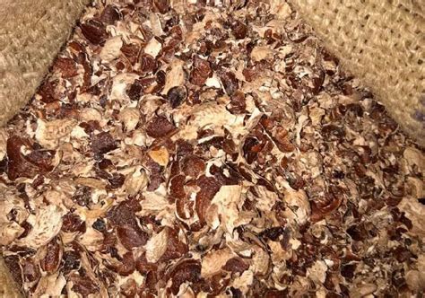 Orzic Cashew Tree LLP delhi - Ghana Raw Cashew Nuts Manufacturer and ...