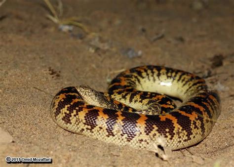 Arabian Sand Boa Sand Boa Hi Res Stock Photography And Images Alamy