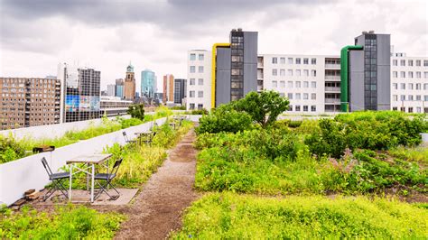 Intensive vs. extensive green roofs | Elevate