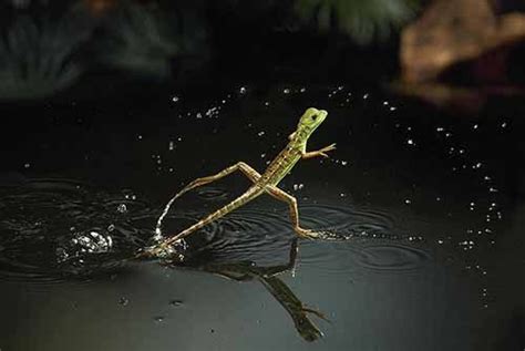 Image result for Lizard HTML Report Example