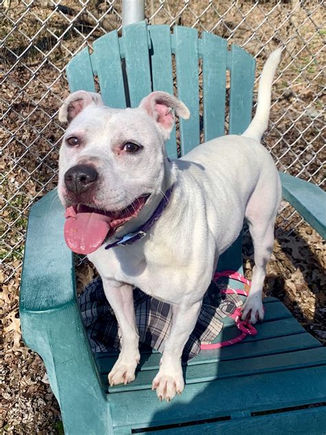 Shenango Valley Animal Shelter – No Kill. Animal Control. Adopt.
