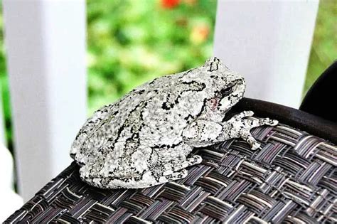 Image result for Types of Tree Frogs