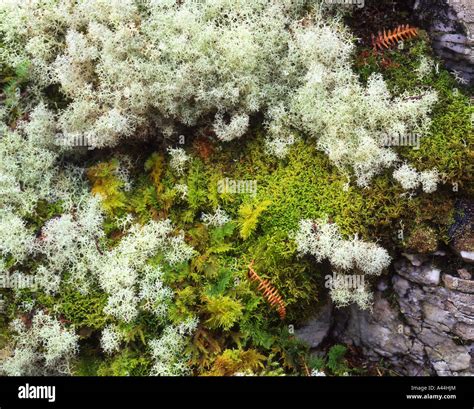 Mosses and Lichens, Scotland Stock Photo - Alamy