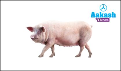 Omnivores in Biology: Definition, Types and Importance of Omnivores | AESL