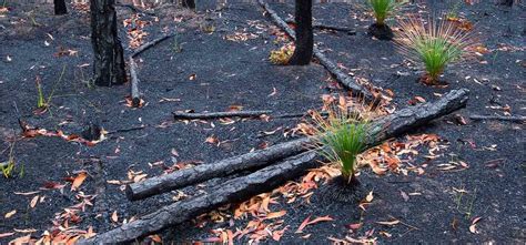 Australian Photographer Captures New Plants Growing In The Burnt ...