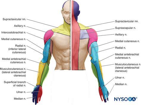 regional-anesthesia-cutaneous-innervation-of-the-upper-extremity - NYSORA