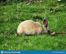 Image result for Brown Fluffy Baby Bunnies