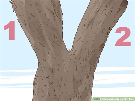 Identify Elm Tree 的图像结果