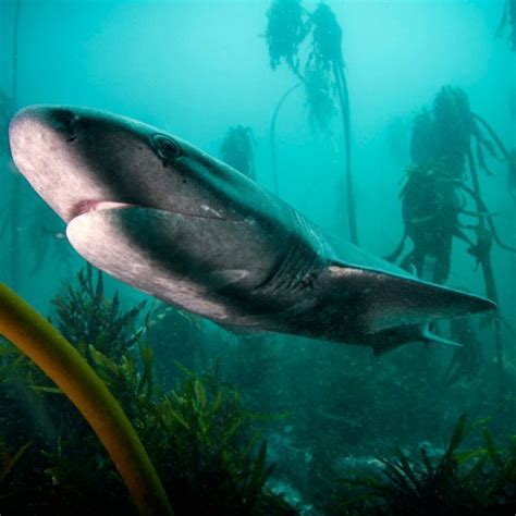 Shark Diving - Travel