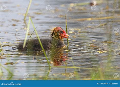 Common Moorhen Chick stock photo. Image of chick, atra - 13104134