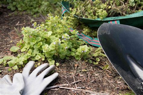 Creeping Charlie Flower Bed | Best Flower Site