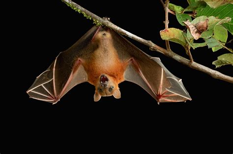 Vampire Bat Hanging Upside Down Bat Hanging Upside Down Hi Res Stock