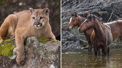 Predators Of Wild Horses