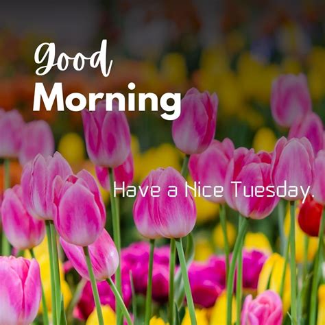 231+ Good Morning Tuesday Images for Whatsapp Free Download