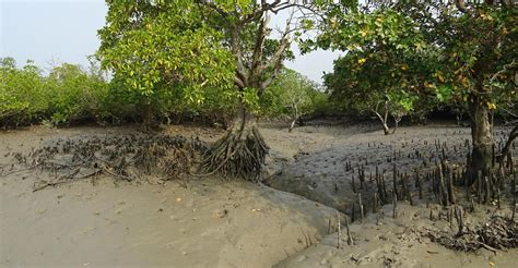 About Us | Sundarban Tours