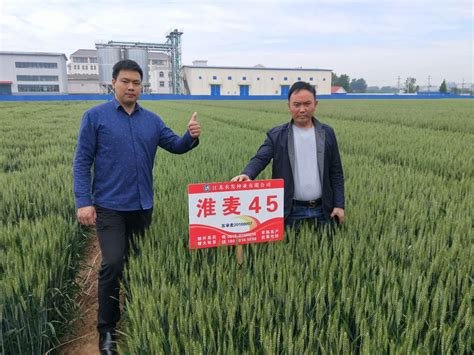 我院优质强筋品种 新麦26 新麦45产量喜人-栽培技术-河南省新乡市农业科普网