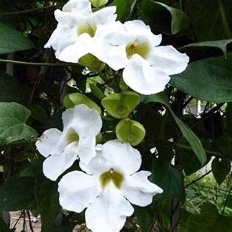 Plant Nursery Online Thunbergia White Plant (Pack of 2) - Live Plants ...