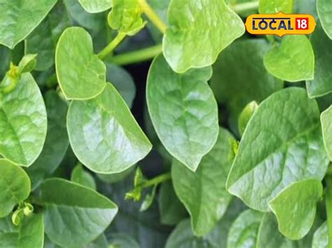 benefits-of-poi-ka-saag-or-malabar-spinach-for-health-it-is-available ...