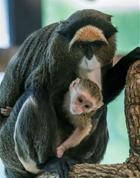 Newborn Monkey