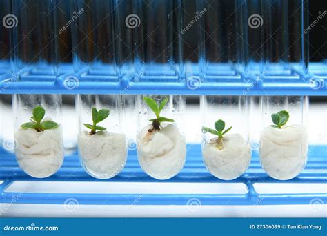 Plant Biotechnology 的图像结果