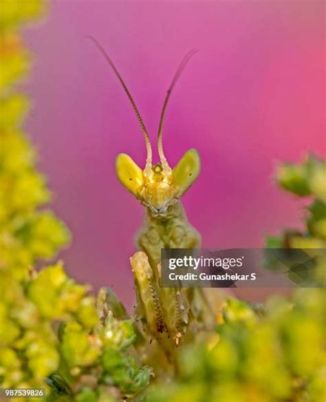 Indiana Locust 的图像结果