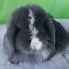 Image result for Holland Lop Gray
