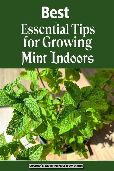 Image result for Mint Tutorial