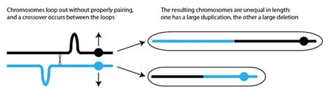 Image result for Heritable Variation