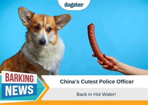 Image result for Cockapoo Dog Barking