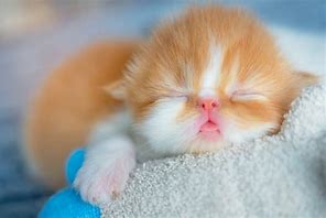 Image result for Bunny Cute Baby Animals Sleeping