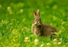 Image result for Wild Rabbits Habitat
