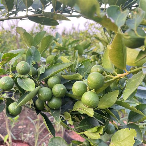 Citrus — Mahindra Nursery