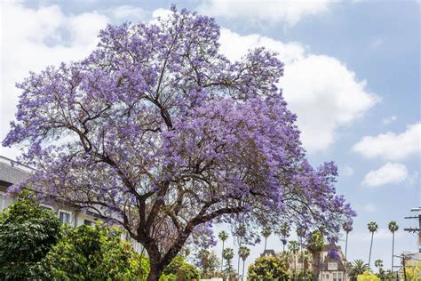 Image result for Purple Tree