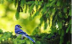 Bird Nature Wallpaper Animals by Nature Birds Animal Wallpaper Blue Bird Blue Bird Nature Wallpaper Animals