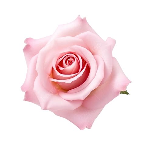 Pink Colour Rose Flower Pic | Best Flower Site